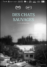 Des chats sauvages